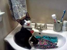 صور قطط مضحكة cats funny cat pictures funny animal pictures