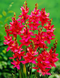 My class at the university went there last weekend. Ixia Is A Summer Blooming Specialty Bulb That Blooms In Summer Plant In Full Sun And Soil That Drains Well Makes An Excell Bulb Flowers Plants Pretty Flowers