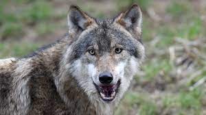 Wolf wolves predator animal nature grey wild wildlife mammal. Steckbrief Wolf Polarwolf Wissen Swr Kindernetz