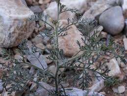Image result for Carrichtera annua