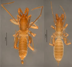 Image result for Schizochilus