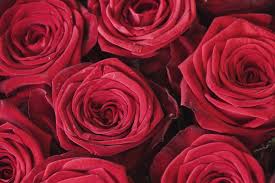 100,000+ Free Red & Nature Images - Pixabay