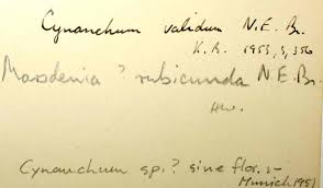 Image result for Schizostephanus alatus