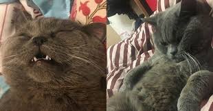 This Cat Had So Much Sex In One Night It Needed A Glucose Drip To Recover Sick Chirpse