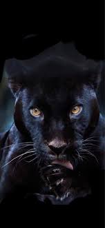 Black Panther Iphone Wallpapers Wallpaper Cave Search results for black jaguar'. black panther iphone wallpapers