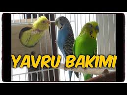 Yuvalik Ve Yavru Kontrolu Nasil Yapilmalidir Youtube