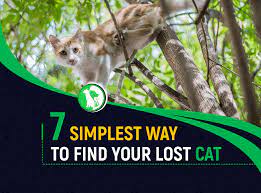 As soon as you notice that your cat is not inside the house or in the garden (after you thoroughly checked all the areas in great detail including the trees and bushes in. 7 Simplest Ways To Find Your Lost Cat