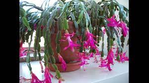 Once you see flower buds beginning to form, move your christmas cactus out of the darkness and near a bright window. Christmas Cactus Vs Thanksgiving Cactus Vs Easter Cactus