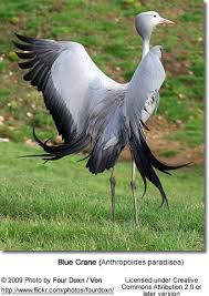 Grey Bird With Blue Black And White Wings Blue Crane Spreading Its Wings In 2020 Pet Birds Animals Beautiful South African Birds