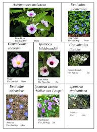 Image result for Astripomoea