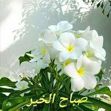 1 فائدة الاستيقاظ في صباح. ØµØ¨Ø§Ø­ Ø§Ù„Ø®ÙŠØ± ØµØ¨Ø§Ø­ Ø§Ù„Ù†ÙˆØ± ÙˆØ§Ù„Ø³Ø±ÙˆØ± Ùˆ Za3ma Ach Entayeb 2 Facebook