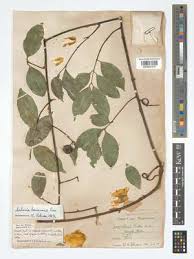 Image result for Salacia leptoclada