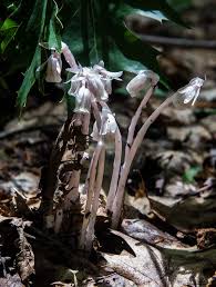 Image result for Leptochloa uniflora