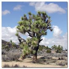 In containers, it will overwinter indoors in colder parts of the state. Joshua Tree Yucca Brevifolia Desertusa