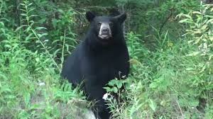 New Mexico State Animal Black Bear New Mexico History New Mexico Black Bear