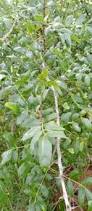 Image result for Zanthoxylum chalybeum