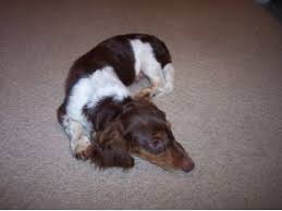 Expert recommended top 3 dog walkers in raleigh, north carolina. Dachshund Puppies For Sale