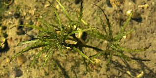 Image result for Najadaceae