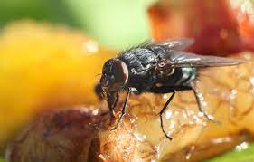 Prevention methods should protect you from the ingression of pests; Pest Control Procedures In The Food Industry A Recipe For Success