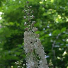 Image result for Acalypha racemosa