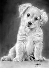 Golden Retriever Puppy Drawing By John Harding Puppy Drawing Animal Drawings Dog Drawing