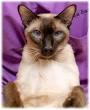 Kansas City Siamese Rescue - Home