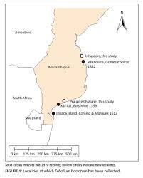 Image result for Triainolepis sancta