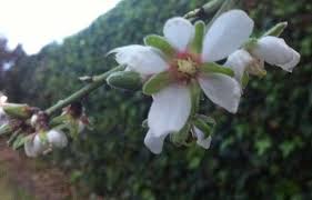 Bajo El Almendro Florido Almendro