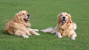 Sir dudley majorabanks (also known as lord tweedmouth) is credited for the creation of the golden retriever breed, near loch ness in the 1860s. Millions Have Fallen In Love With Footage Of Golden Retrievers Admiring Their Newborn Puppies