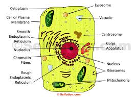 Smooth endoplasmic reticulum, mitochondria, golgi bodies, lysosomes. Structure And Function Of A Cell And Its Organelles Selftution