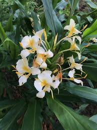 Image result for Helichrysum moggii