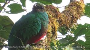 There are five different species of quetzal, all of which are native to the american continent. Golden Headed Quetzal American Bird Conservancy