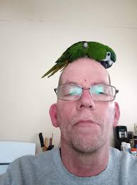 Hi guys I need some help if possible. My Hahns Macaw has passed away very  suddenly, he was only around 4months old. he was absolutely fine, fed the  highest quality foods (Harrison's