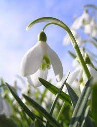 The Eternal Veracity Of Hope In 2021 Birth Flowers January Flower Flowers