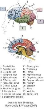 Brain Anatomy Brain Anatomy Anatomy Anatomy And Physiology