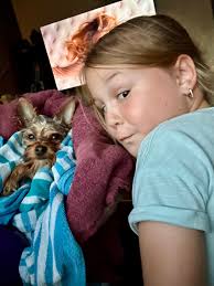 Yorkie Itchy Skin Remedies