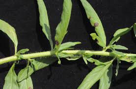 Image result for Heliotropium zeylanicum