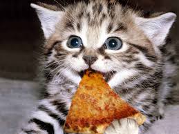 We All Eat Pizza Kittens Cutest Funny Cat Wallpaper Happy Kitten