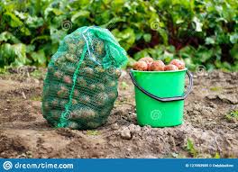 Environ 35 min après, vos pommes de terre sont fondante à l'intérieur et légèrement croustillante à l'extérieur. Le Sac Et Le Seau Vert En Plastique Avec La Pomme De Terre Fraiche Cultivent Fin Vers Le Haut Image Stock Image Du Potatoes Outdoors 127093985