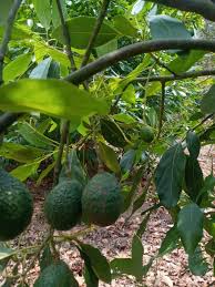 Image result for Light Avocado 1983 Fedders