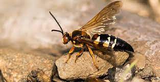 I mean, to be fair, what else were you expecting?edit: Cicada Killer Wasps Sound Bad But Are They