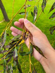 Image result for venturia saliciperda willow tree