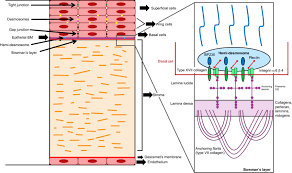We did not find results for: Basic Cornea Anatomy Left With Enlarged Detailed Diagram Of Download Scientific Diagram
