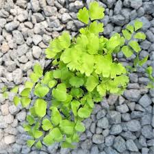 Image result for Adiantum capillus-veneris