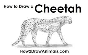 Let's build a figure of a cheetah from sticks and circles. How To Draw A Cheetah