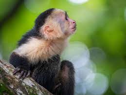 Photo By Journeying Justin A Young White Faced Capuchin Monkey Pauses For A Split Second Before Running T Capuchin Monkey Monkey Habitat White Faced Capuchin