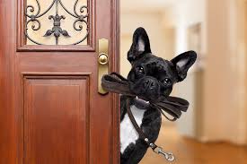 Definition, rechtschreibung, synonyme und grammatik von 'wohnung' auf duden online nachschlagen. Hunde Die Sich Fur Die Wohnung Eignen Tierischehelden De