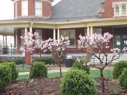 Full grown bonfire peach tree. The Master Gardener Why Did My Peach Tree Die Suddenly News Pekin Daily Times Pekin Il