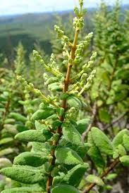 Image result for Tetradenia bainesii