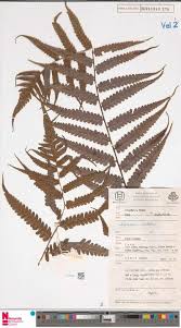 Image result for Oxygonum dregeanum